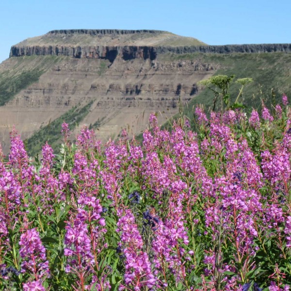 Wildflowers on Mt Spieker