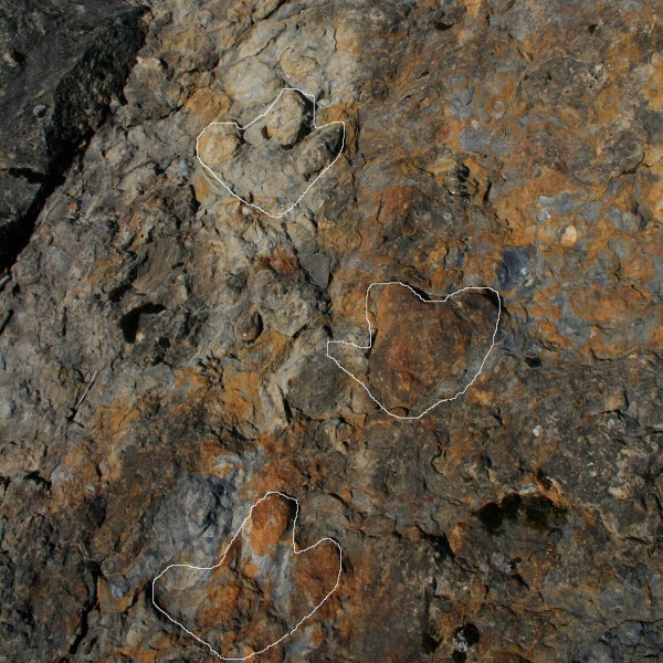 wTepee-dino-track-2