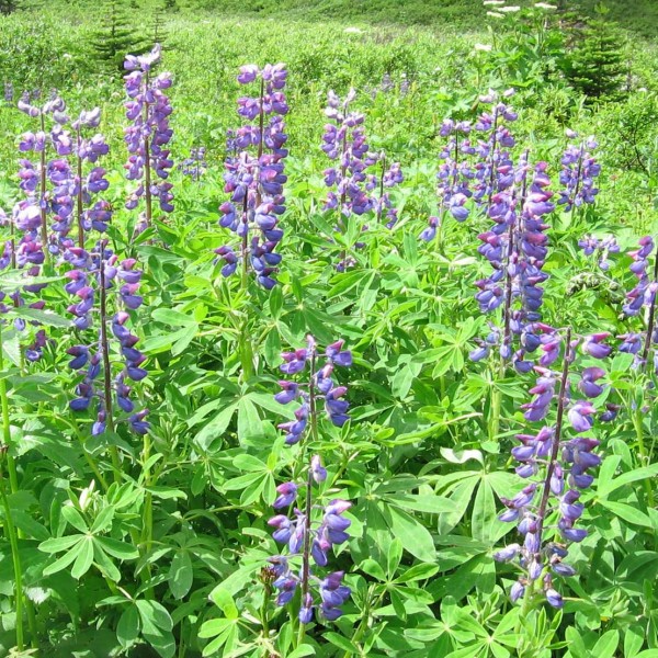 04f