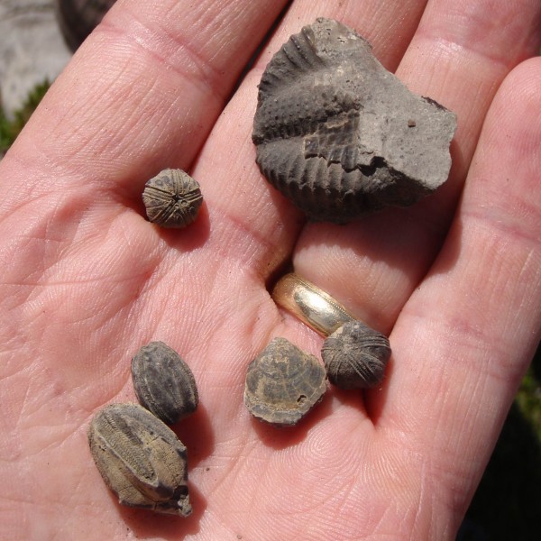 #3-a-Blastoids,-a-brachiopod,-and-part-of-a-trilobite