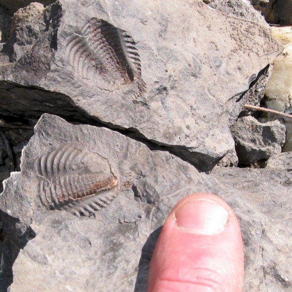 #3-b-Trilobite-fragments-beside-the-trail