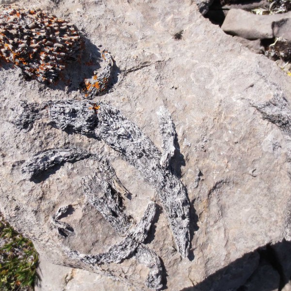 #3-c-Colonial-coral-(above)-and-solitary-coral-(below)
