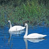 Trumpeter Swans at long lake