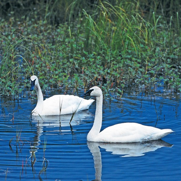 Trumpeter-Swans Trumpeter Swans at long lake