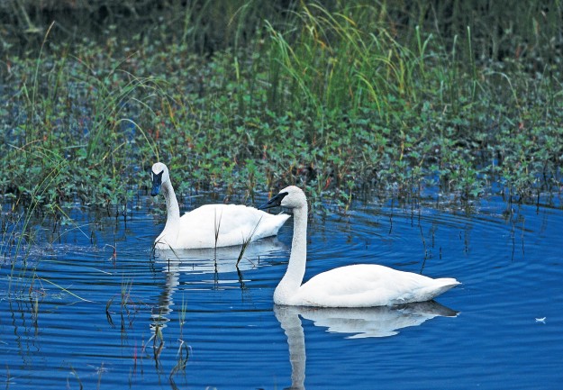 Trumpeter Swans at long lake