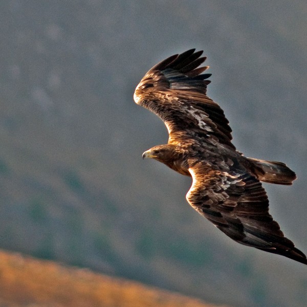 5 eagle