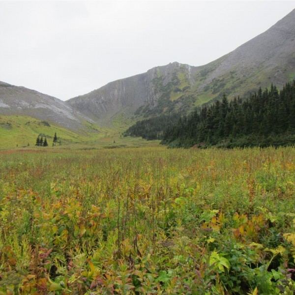 Alpine Meadows