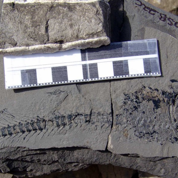 05-Fossil-fish