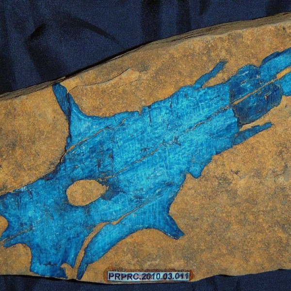 fossil-fish-skull